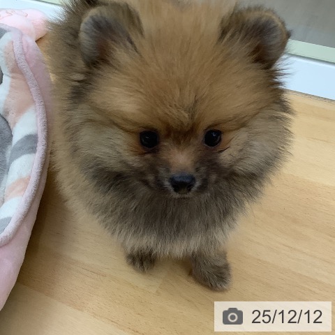 ポメラニアンの写真