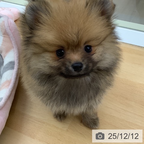 ポメラニアンの写真