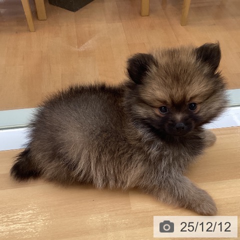 ポメラニアンの写真