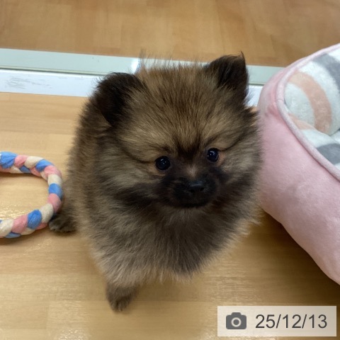 ポメラニアンの写真