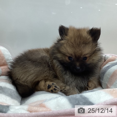 ポメラニアンの写真