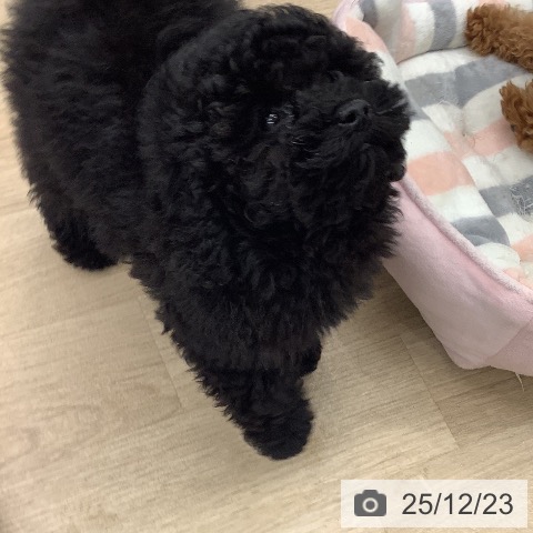 大阪府のトイプードル(トイ) (ペットプラス りんくう泉南店/2025年10月5日生まれ/男の子/ブラック)の子犬の4枚目の画像