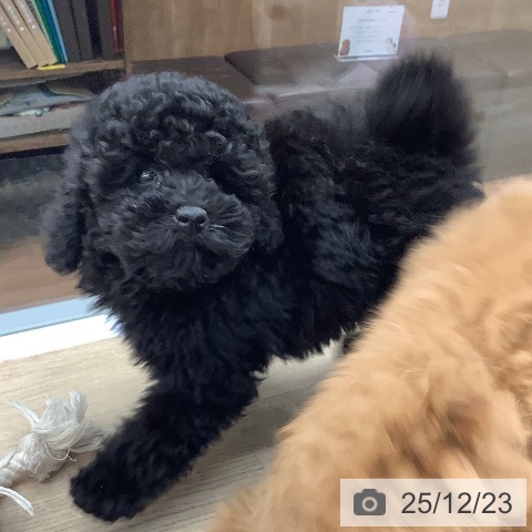 大阪府のトイプードル(トイ) (ペットプラス りんくう泉南店/2025年10月5日生まれ/男の子/ブラック)の子犬の3枚目の画像