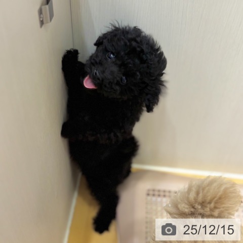 奈良県のトイプードル(トイ) (ペットプラス 大和郡山店/2025年10月6日生まれ/男の子/ブラック)の子犬の4枚目の画像