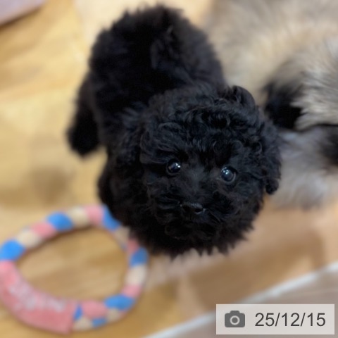 奈良県のトイプードル(トイ) (ペットプラス 大和郡山店/2025年10月6日生まれ/男の子/ブラック)の子犬の3枚目の画像