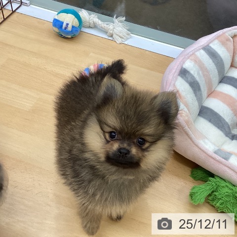 ポメラニアンの写真