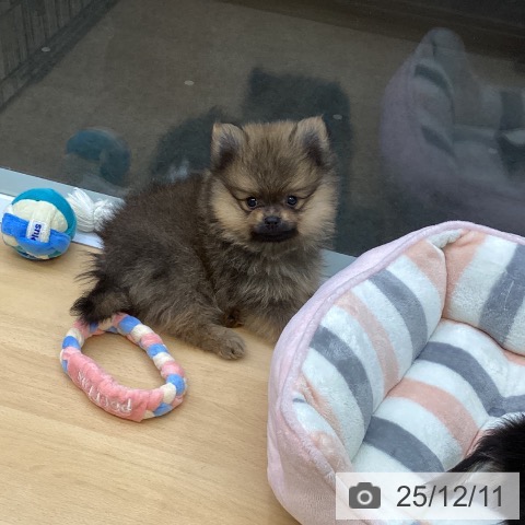 ポメラニアンの写真