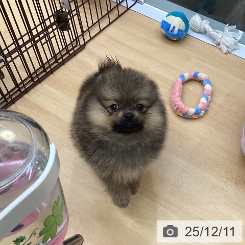 ポメラニアンの写真
