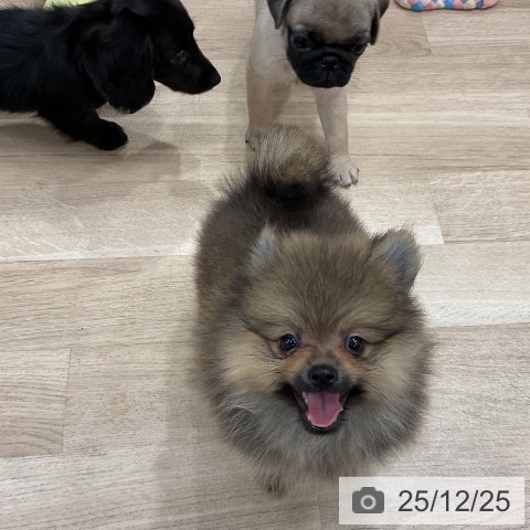 福岡県のポメラニアン (ペットプラス 八幡東店/2025年10月9日生まれ/男の子/オレンジセーブル)の子犬の3枚目の画像