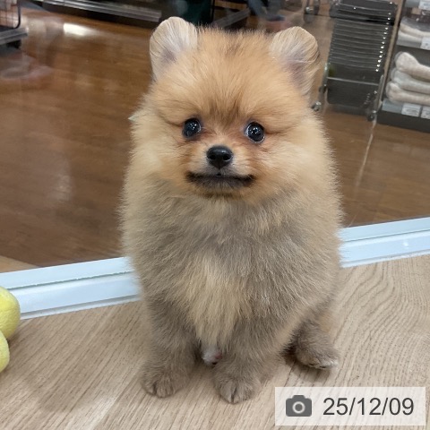 ポメラニアンの写真