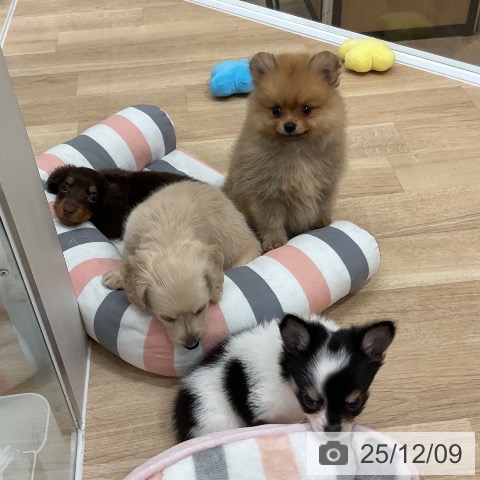 ポメラニアンの写真