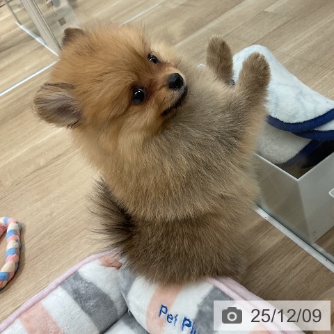 ポメラニアンの写真