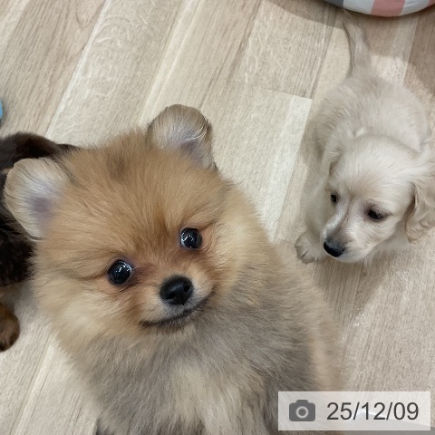 ポメラニアンの写真