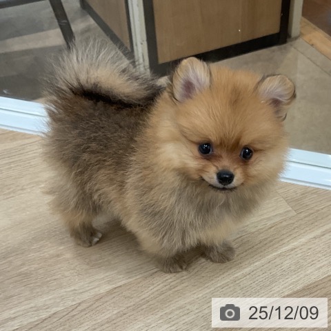 ポメラニアンの写真
