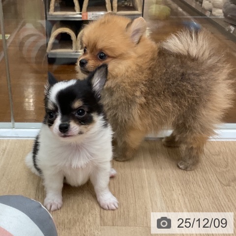 ポメラニアンの写真