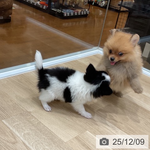 ポメラニアンの写真