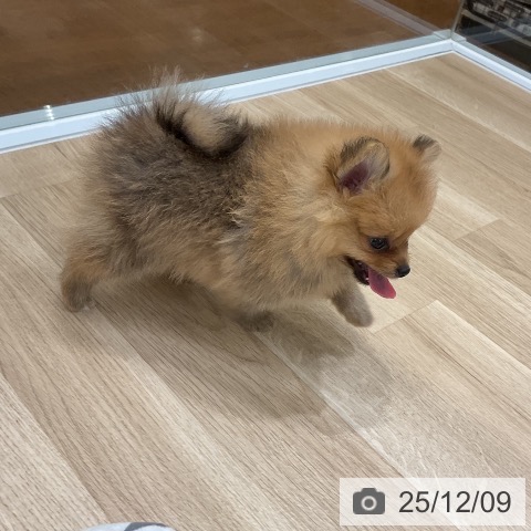 ポメラニアンの写真