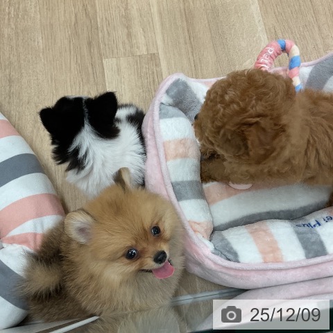 ポメラニアンの写真