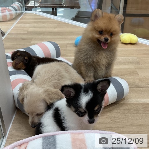 ポメラニアンの写真