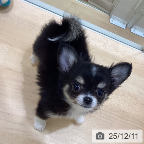 熊本県のチワワ(ロング) (ペットプラス 熊本店/2025年10月1日生まれ/女の子/ブラックタンホワイト)の子犬の4枚目の画像
