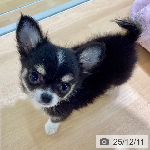 熊本県のチワワ(ロング) (ペットプラス 熊本店/2025年10月1日生まれ/女の子/ブラックタンホワイト)の子犬の3枚目の画像