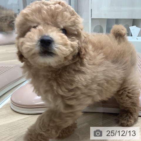 トイ・プードルの写真
