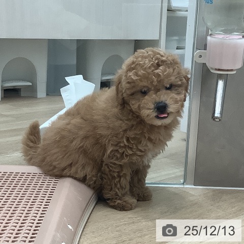 トイ・プードルの写真