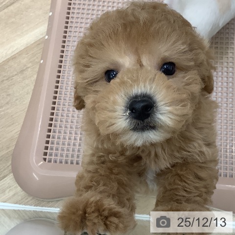 トイ・プードルの写真