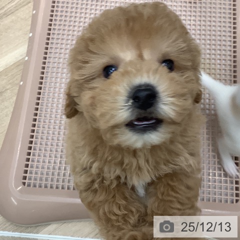 トイ・プードルの写真