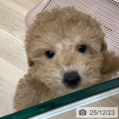大阪府のトイプードル(トイ) (ペットプラス 鶴見店/2025年10月9日生まれ/男の子/アプリコット)の子犬の3枚目の画像