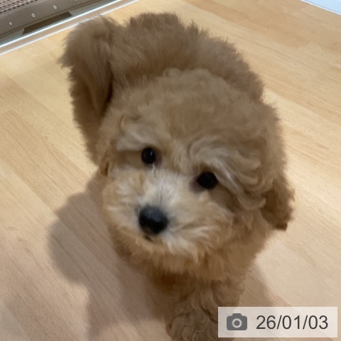 奈良県のトイプードル(トイ) (ペットプラス 大和郡山店/2025年10月9日生まれ/男の子/アプリコット)の子犬の4枚目の画像