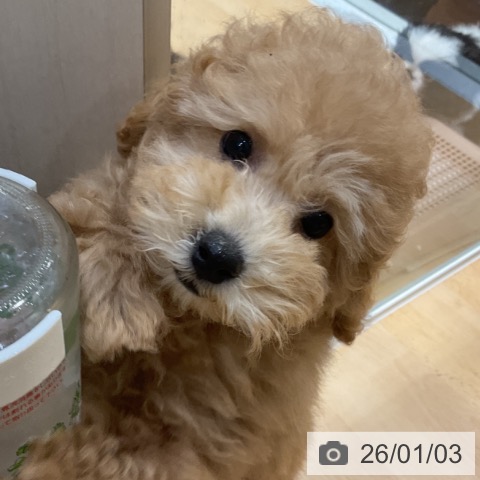 奈良県のトイプードル(トイ) (ペットプラス 大和郡山店/2025年10月9日生まれ/男の子/アプリコット)の子犬の3枚目の画像