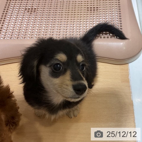 ミニチュア・ダックスフンドの写真