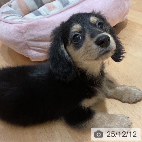 ミニチュア・ダックスフンドの写真