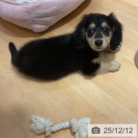 ミニチュア・ダックスフンドの写真