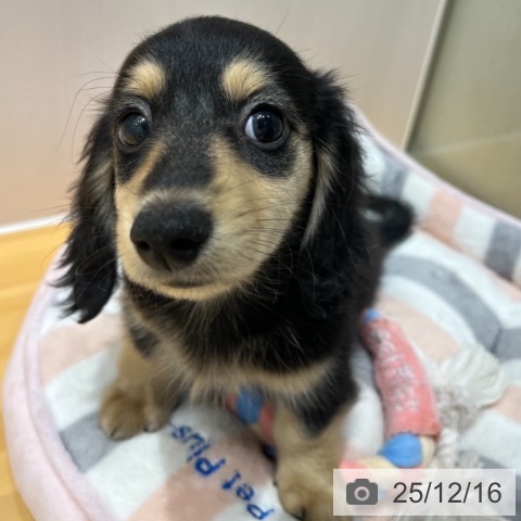 奈良県のミニチュアダックスフンド(ロング) (ペットプラス 大和郡山店/2025年10月6日生まれ/男の子/ブラックイエロー)の子犬の4枚目の画像