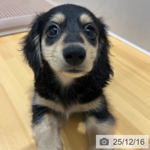 奈良県のミニチュアダックスフンド(ロング) (ペットプラス 大和郡山店/2025年10月6日生まれ/男の子/ブラックイエロー)の子犬の3枚目の画像