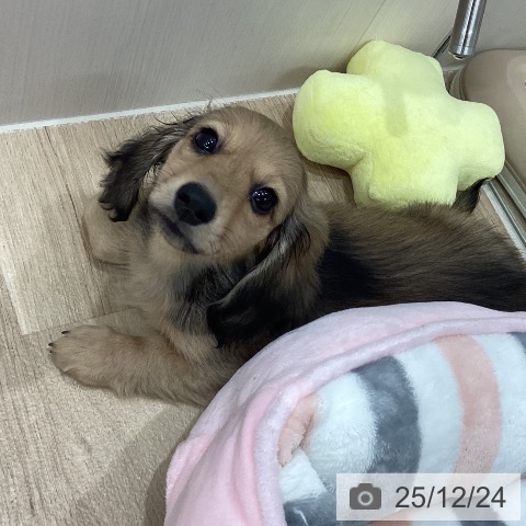 新潟県のミニチュアダックスフンド(ロング) (ペットプラス 新潟南店/2025年10月6日生まれ/男の子/シェーデットイエロー)の子犬の3枚目の画像