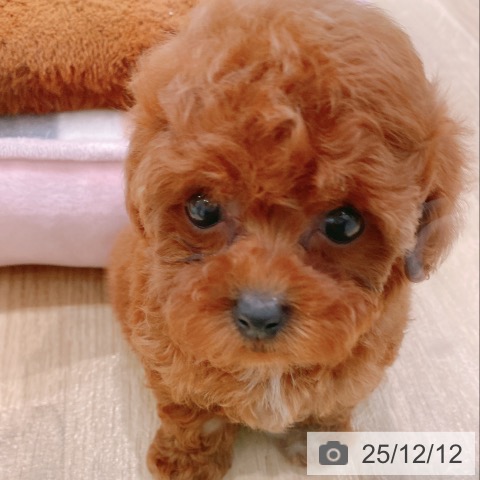 トイ・プードルの写真