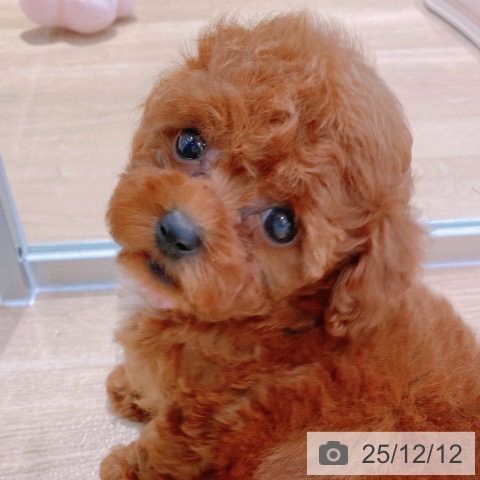 トイ・プードルの写真