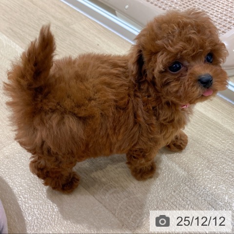 トイ・プードルの写真