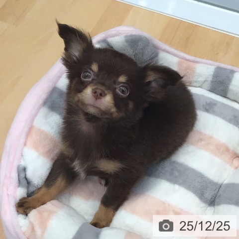 熊本県のチワワ(ロング) (ペットプラス 熊本店/2025年10月9日生まれ/女の子/チョコレートタン)の子犬の4枚目の画像