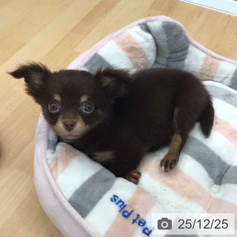熊本県のチワワ(ロング) (ペットプラス 熊本店/2025年10月9日生まれ/女の子/チョコレートタン)の子犬の3枚目の画像