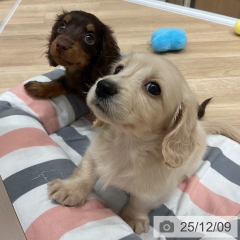 ミニチュア・ダックスフンドの写真