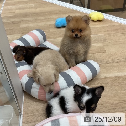 ミニチュア・ダックスフンドの写真