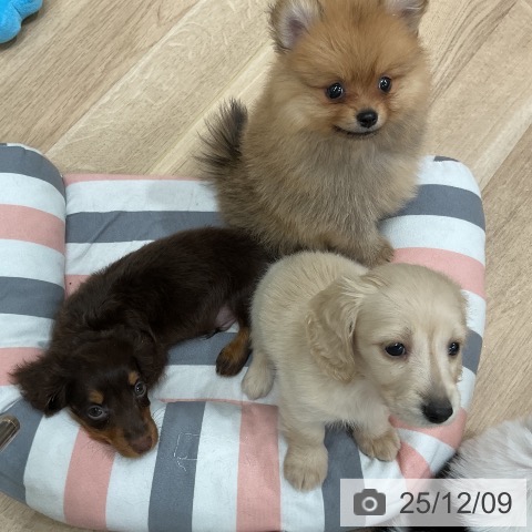 ミニチュア・ダックスフンドの写真