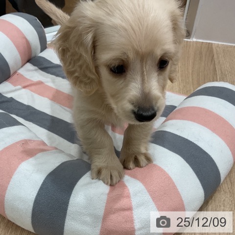 ミニチュア・ダックスフンドの写真