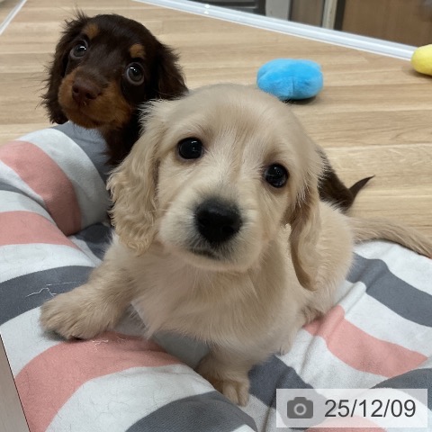 ミニチュア・ダックスフンドの写真