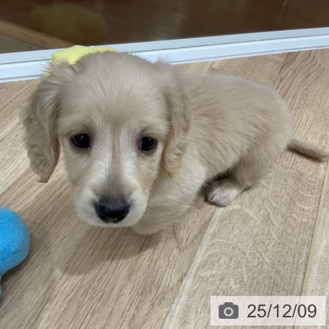 ミニチュア・ダックスフンドの写真