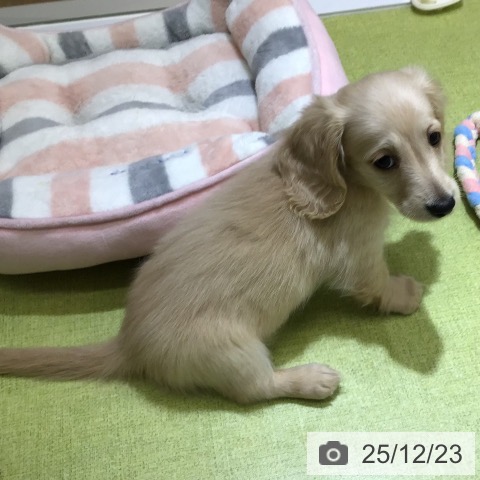 沖縄県のミニチュアダックスフンド(ロング) (ペットプラス 沖縄ライカム店/2025年10月9日生まれ/女の子/イエロー)の子犬の4枚目の画像